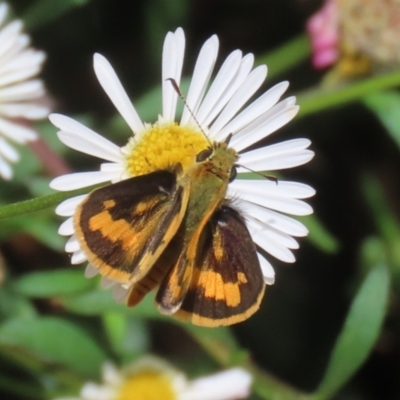 Ocybadistes walkeri (Green Grass-dart) at Greenway, ACT - 8 Nov 2023 by RodDeb