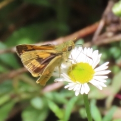 Ocybadistes walkeri at Lake Tuggeranong - 8 Nov 2023 12:45 PM