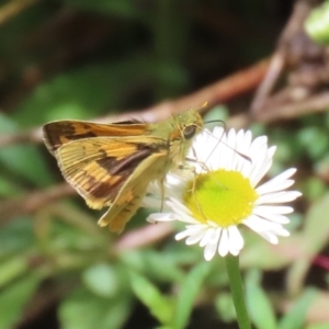 Ocybadistes walkeri at Lake Tuggeranong - 8 Nov 2023 12:45 PM