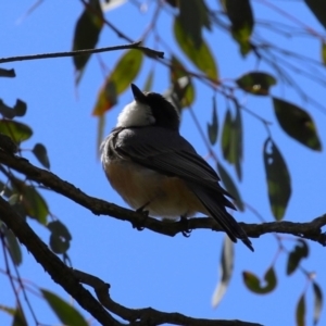 Pachycephala rufiventris at Lake Tuggeranong - 8 Nov 2023 11:50 AM