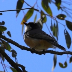 Pachycephala rufiventris at Lake Tuggeranong - 8 Nov 2023 11:50 AM