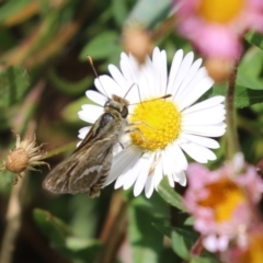 Taractrocera papyria (White-banded Grass-dart) at Lake Tuggeranong - 8 Nov 2023 by RodDeb