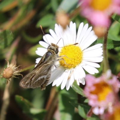 Taractrocera papyria (White-banded Grass-dart) at Lake Tuggeranong - 8 Nov 2023 by RodDeb