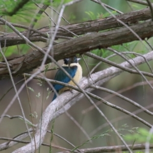 Todiramphus sanctus at Lake Tuggeranong - 8 Nov 2023