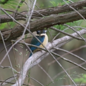 Todiramphus sanctus at Lake Tuggeranong - 8 Nov 2023