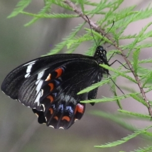 Papilio aegeus at Lake Tuggeranong - 8 Nov 2023 12:04 PM