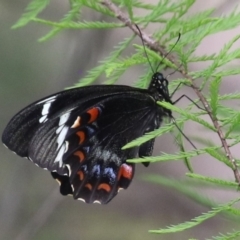 Papilio aegeus (Orchard Swallowtail, Large Citrus Butterfly) at Greenway, ACT - 8 Nov 2023 by RodDeb