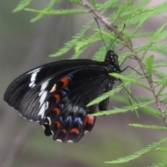 Papilio aegeus at Lake Tuggeranong - 8 Nov 2023