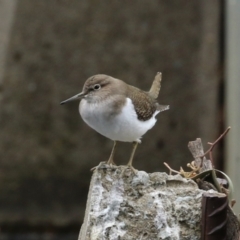 Actitis hypoleucos (Common Sandpiper) at Greenway, ACT - 8 Nov 2023 by RodDeb