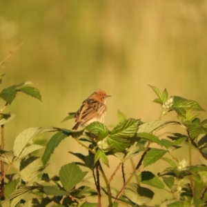 Cisticola exilis at Mannus State Forest - 31 Oct 2023 05:57 PM