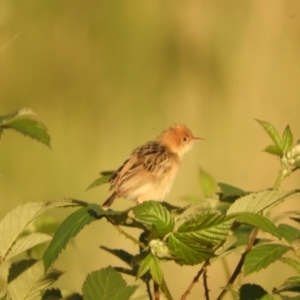 Cisticola exilis at Mannus State Forest - 31 Oct 2023 05:57 PM