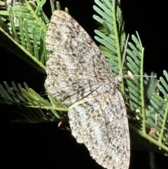 Ectropis fractaria (Ringed Bark Moth) at Ainslie, ACT - 7 Nov 2023 by Pirom