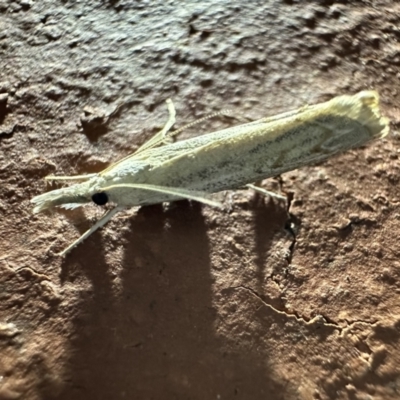 Culladia cuneiferellus (Crambinae moth) at Corroboree Park - 6 Nov 2023 by Pirom