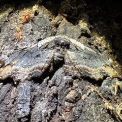 Pholodes sinistraria (Sinister or Frilled Bark Moth) at Corroboree Park - 6 Nov 2023 by Pirom