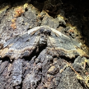 Pholodes sinistraria at Ainslie, ACT - 6 Nov 2023 08:53 PM