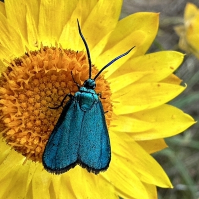 Pollanisus (genus) (A Forester Moth) at Majura, ACT - 5 Nov 2023 by Pirom