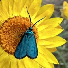 Pollanisus (genus) (A Forester Moth) at Mount Ainslie - 5 Nov 2023 by Pirom