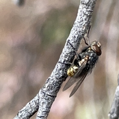Oxysarcodexia varia (Striped Dung Fly) at Russell, ACT - 7 Nov 2023 by Hejor1
