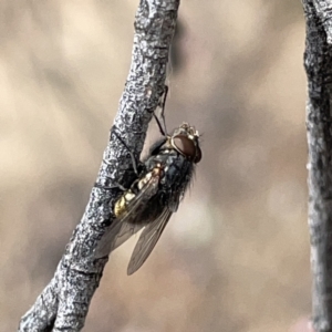 Oxysarcodexia varia at Russell, ACT - 7 Nov 2023 02:02 PM