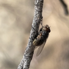 Oxysarcodexia varia at Russell, ACT - 7 Nov 2023 02:02 PM