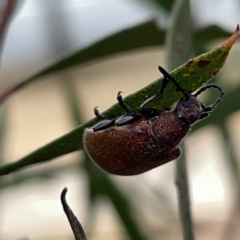 Ecnolagria sp. (genus) (A brown darkling beetle) at Russell, ACT - 7 Nov 2023 by Hejor1