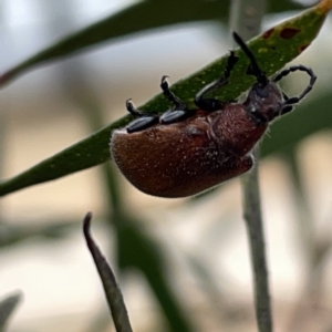 Ecnolagria sp. (genus) at Russell, ACT - 7 Nov 2023