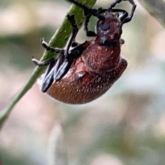 Ecnolagria sp. (genus) at Russell, ACT - 7 Nov 2023