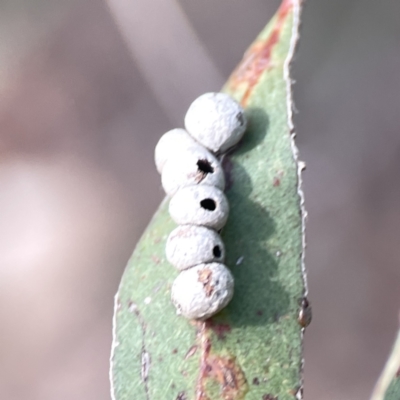 Unidentified Scale insect or Mealybug (Hemiptera, Coccoidea) at Russell, ACT - 7 Nov 2023 by Hejor1