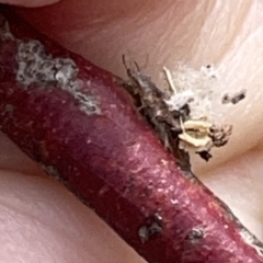 Chrysopidae (family) at Russell, ACT - 7 Nov 2023