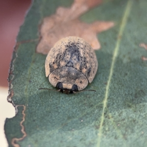 Trachymela sp. (genus) at Russell, ACT - 7 Nov 2023