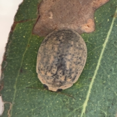 Trachymela sp. (genus) at Russell, ACT - 7 Nov 2023