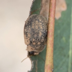 Trachymela sp. (genus) at Russell, ACT - 7 Nov 2023