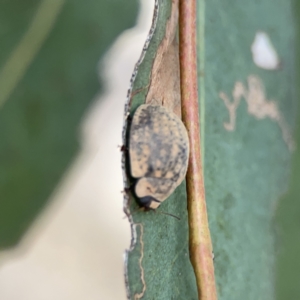 Trachymela sp. (genus) at Russell, ACT - 7 Nov 2023