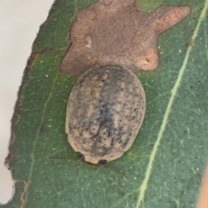 Trachymela sp. (genus) at Russell, ACT - 7 Nov 2023