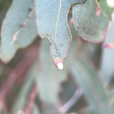 Unidentified Psyllid, lerp, aphid or whitefly (Hemiptera, several families) at Russell, ACT - 7 Nov 2023 by Hejor1