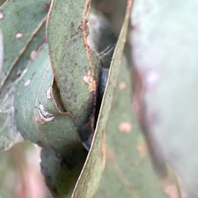 Lepidoptera unclassified IMMATURE (caterpillar or pupa or cocoon) at Russell, ACT - 7 Nov 2023 by Hejor1