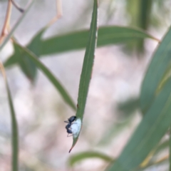 Glycaspis sp. (genus) (Unidentified sugary lerp) at Russell, ACT - 7 Nov 2023 by Hejor1