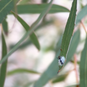 Glycaspis sp. (genus) at Russell, ACT - 7 Nov 2023