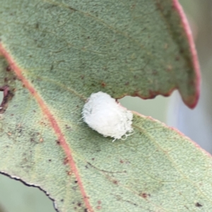 Glycaspis sp. (genus) at Russell, ACT - 7 Nov 2023