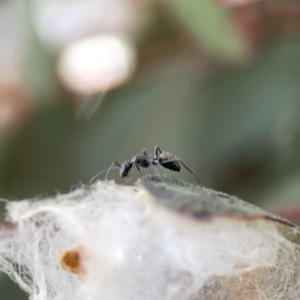 Camponotus aeneopilosus at Russell, ACT - 7 Nov 2023