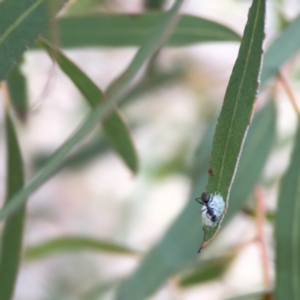 Camponotus aeneopilosus at Russell, ACT - 7 Nov 2023