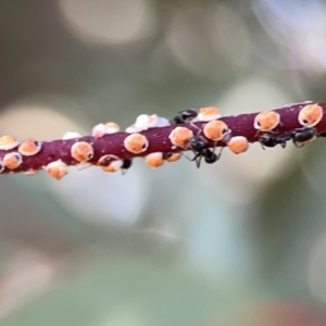 Anonychomyrma sp. (genus) at Russell, ACT - 7 Nov 2023