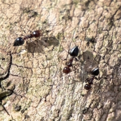 Crematogaster sp. (genus) (Acrobat ant, Cocktail ant) at Russell, ACT - 7 Nov 2023 by Hejor1