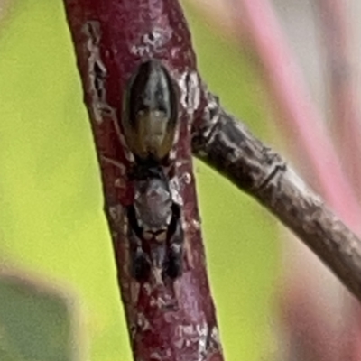 Unidentified Jumping or peacock spider (Salticidae) at Russell, ACT - 7 Nov 2023 by Hejor1