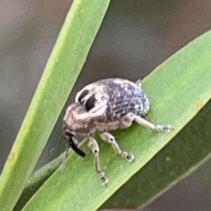 Gerynassa sp. (genus) at Russell, ACT - 7 Nov 2023