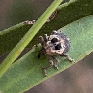 Gerynassa sp. (genus) at Russell, ACT - 7 Nov 2023