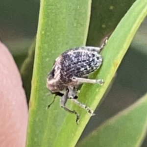 Gerynassa sp. (genus) at Russell, ACT - 7 Nov 2023