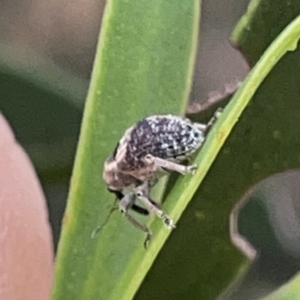 Gerynassa sp. (genus) at Russell, ACT - 7 Nov 2023