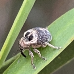 Gerynassa sp. (genus) at Russell, ACT - 7 Nov 2023