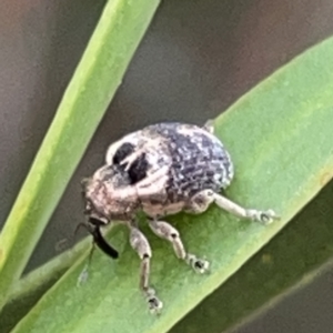 Gerynassa sp. (genus) at Russell, ACT - 7 Nov 2023